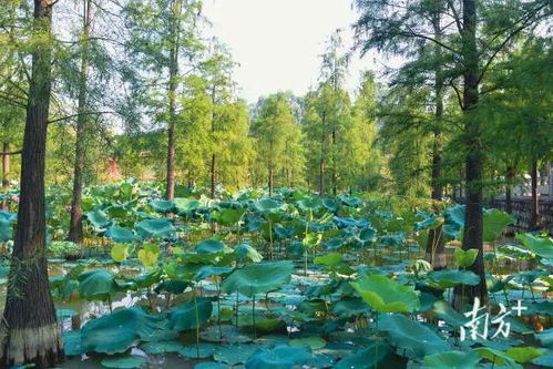 走 周末一起賞荷去