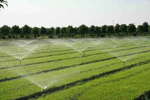 發展有機農業是食品安全和營養改善的根本保障